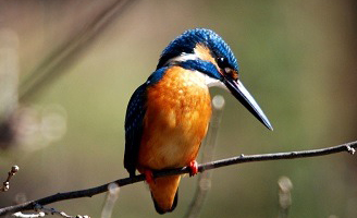水元かわせみの里